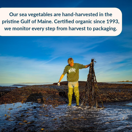 Maine Coast |Algas Marinas Orgánicas | Copos Dulse | 113 gramos